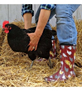 Sloggers Waterproof Comfort Chickens 5016CBR09