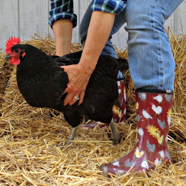 Sloggers Waterproof Comfort Chickens 5016CBR09